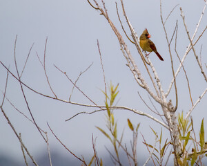 Cardinal bird on a branch