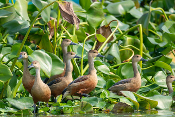 Whistling ducks or tree ducks