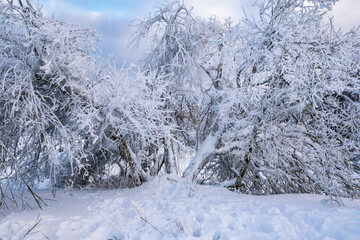 Obraz premium Snow-covered landscape on the Großer Feldberg in the Taunus/Germany in the late afternoon