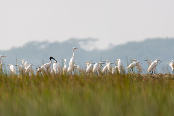 Great egret