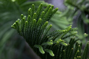 Beauty of nature from Fresh Pine Leaves for background