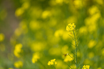 Mustard flower