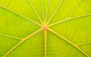 Fototapeta na wymiar closeup Green Teak leaf texture ( Bastard Teak, Bengal Kino, Kino Tree, Flame of the Forest ), 16:9 ratio.