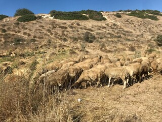 sheep in the mountains