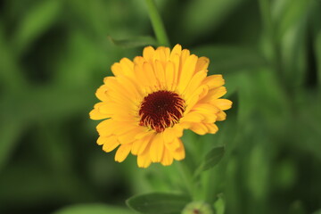 Orange calendula flowers. Blooming marigold flowers. Fresh organic calendula marigold flowers background