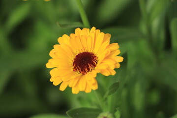 Flower with leaves Calendula (Calendula officinalis, pot, garden or English marigold) on blurred green background