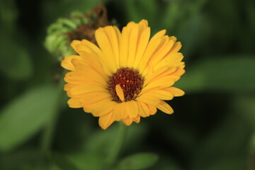 Bright orange flowers of varietal calendula, summer flowers in a flower bed