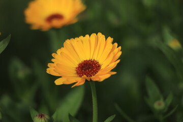 Bright flowers of calendula (Calendula officinalis), growing in the garden in a snny day.