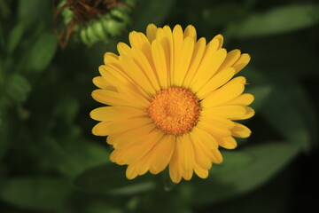 Calendula flower on green nature summer background, selective focus. Calendula medicinal plant. Calendula officinalis.