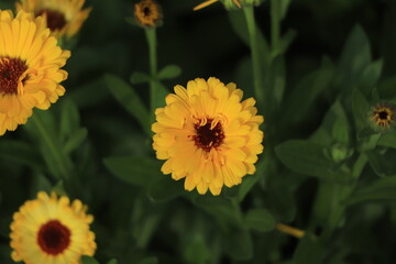 Calendula orange Flower in garden, close up macro. Blooming marigold flowering plant. Medicinal Calendula herb