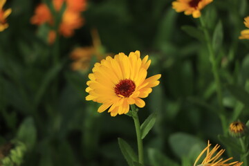 Yellow calendula flower closeup. young calendula flower.