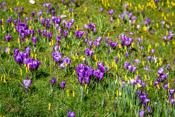 A field with an abundance of crocus flowers and daffodils, on a sunny spring day