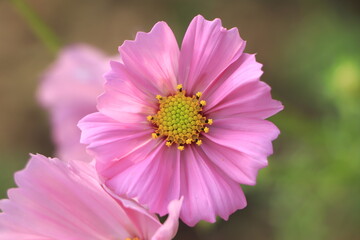 Obraz premium Select focus of Sulfur Cosmos, or Mexican Dais