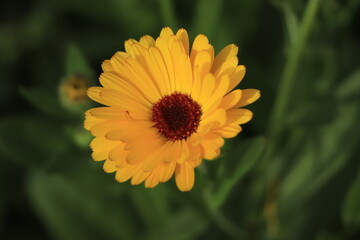 Calendula flower & leaf (Calendula officinalis, pot, garden or English marigold) plant