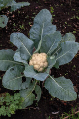 Cauliflower growing in the field	