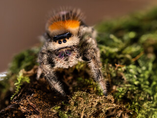 Close up portrait of Tarantula spider. Big hairy Arachnida on green moss.