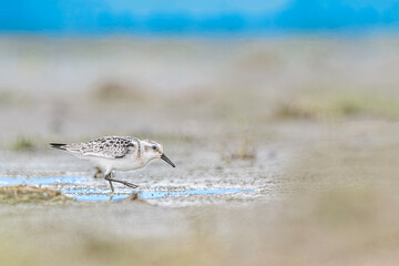 Walking on the beach, fine art portrait of Sanderling (Calidris alba)