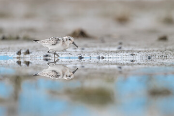 At mirror, fine art portrait of Sanderling (Calidris alba)