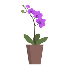 Naklejka na ściany i meble Orchid with flowers isolated object