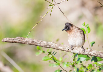 The dark-capped bulbul (Pycnonotus tricolor) is a member of the bulbul family of passerine birds. It is found in central, eastern and south-eastern Africa