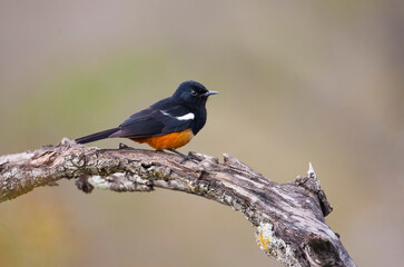 The mocking cliff chat, (Thamnolaea cinnamomeiventris) is a species of chat in the family Muscicapidae which occurs in rocky habitats in much of eastern Sub-Saharan Africa.