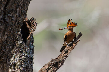 The African hoopoe (Upupa africana) is a species of hoopoe in the family Upupidae
