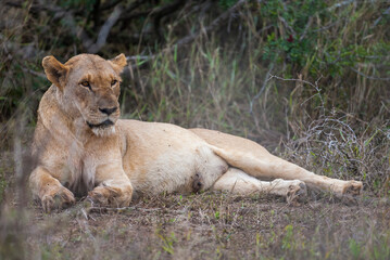 There is a very tight bond between lioness and her cubs in Africa.