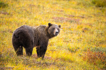 Brown Bear taken in Denali National Park