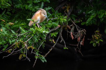 Crabier chevelu - Ardeola ralloides - Squacco Heron