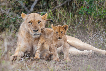 Naklejka na ściany i meble There is a very tight bond between lioness and her cubs in Africa.