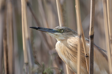 Crabier chevelu - Ardeola ralloides - Squacco Heron