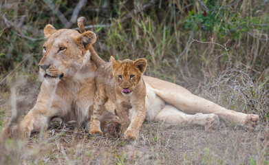 Naklejka na ściany i meble There is a very tight bond between lioness and her cubs in Africa.