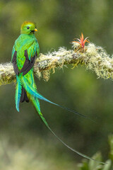 Resplendent Quetzal male taken in Costa Rica