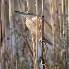 Crabier chevelu - Ardeola ralloides - Squacco Heron