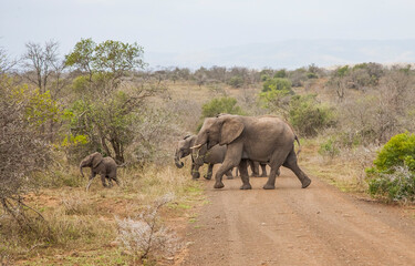 The African elephant (Loxodonta )is the Loxodonta genus, two species of endangered species....