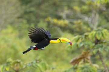 Keel-billed Tucan in flight taken in central Costa Rica