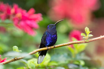 Violet Sabrewing male taken in central Costa Rica