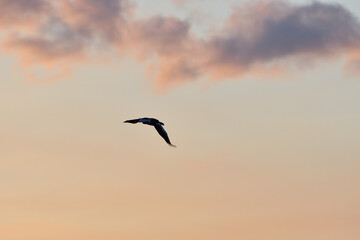 Bird watching with floating ices in winter
