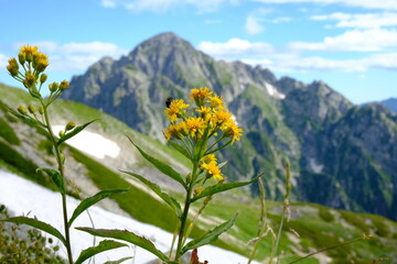 夏の立山に咲く高山植物の黄色の花