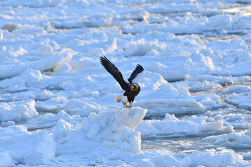 Bird watching with floating ices in winter