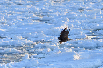 Bird watching with floating ices in winter