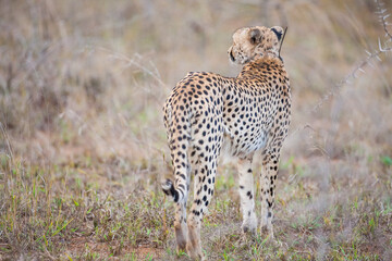 Cheetah (Acinonyx jubatus) is one of the most important parts of safari in Africa