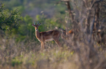 Sodwana Bay National Park within the iSimangaliso Wetland Park, Maputaland, an area of KwaZulu-Natal on the east coast of South Africa.There are many impala in this park.
