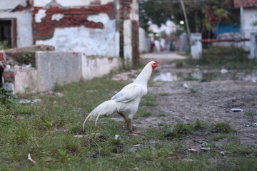 white rooster in the yard at dusk