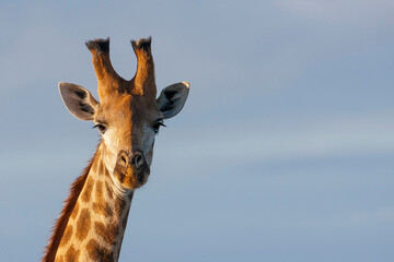 
Large numbers of giraffes live in Hluhluwe iMfolozi Park in South Africa. They are under protection.