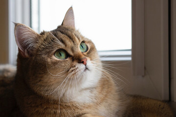 Green - eyed British Shorthair Golden Chinchilla NY25