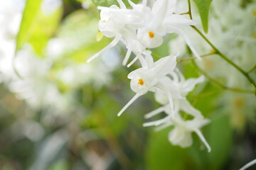 トキワイカリソウ