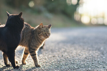 京都 稲荷山にて、夕日で輝く道を歩く野良猫