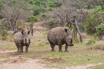 Naklejka premium White rhinos (Ceratotherium simum) can be very dangerous when they have puppies with them