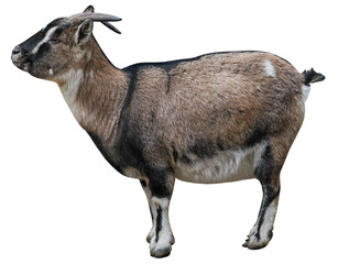 West African Dwarf or Pygmy goat (capra hircus), PNG, isolated on transparent Background